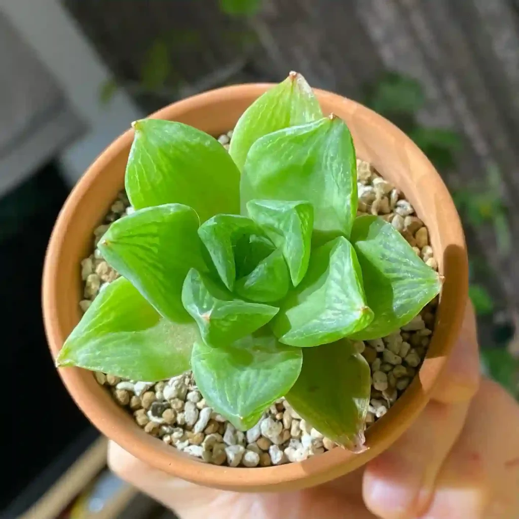 Haworthia Cymbiformis