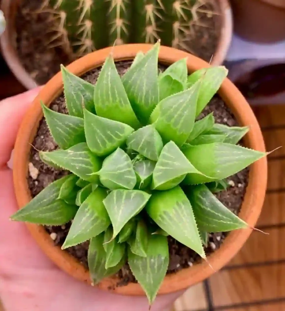 Haworthia Retusa