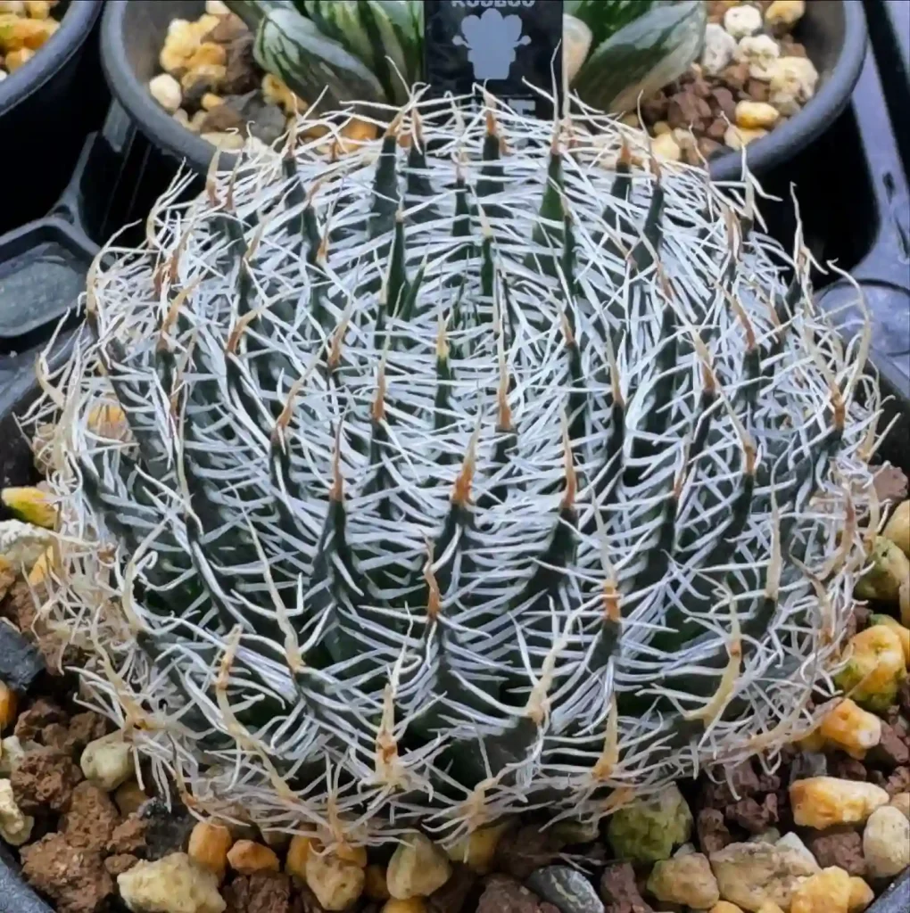 Haworthia