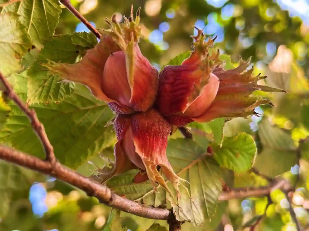 Hazelnut Tree