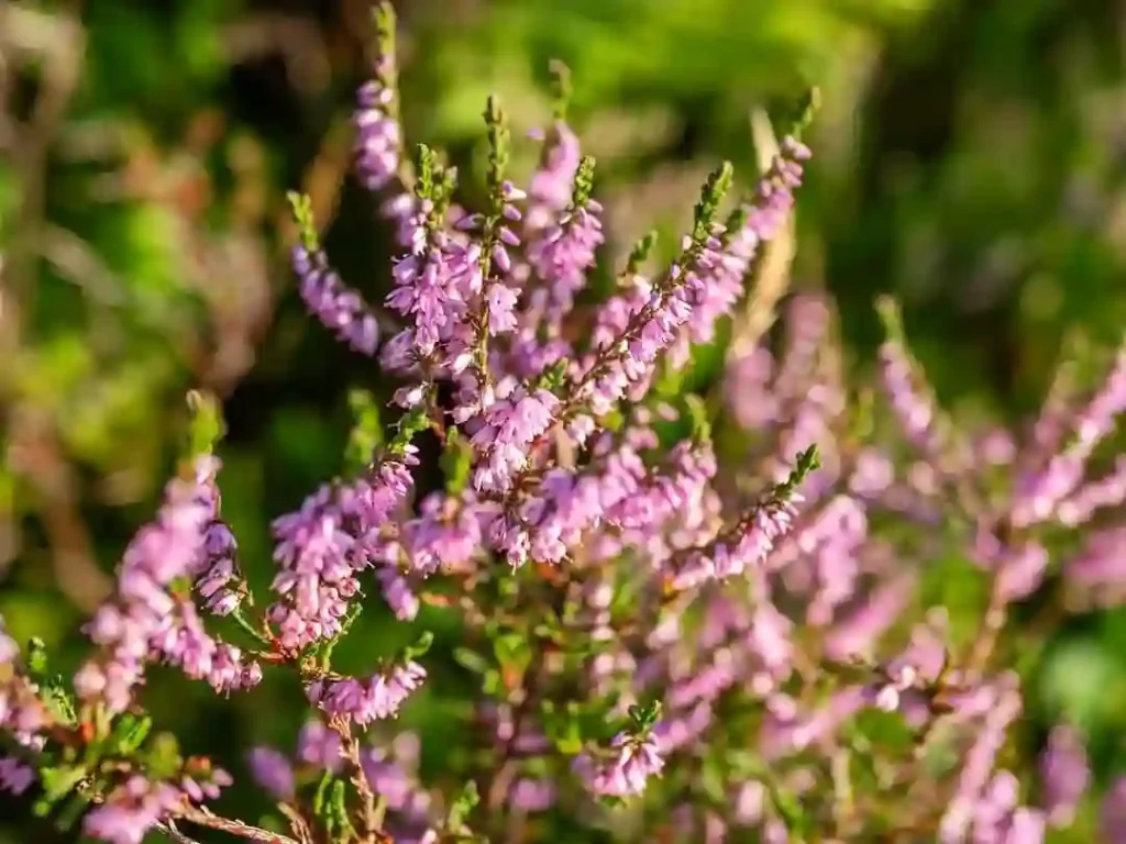 Heather Plant