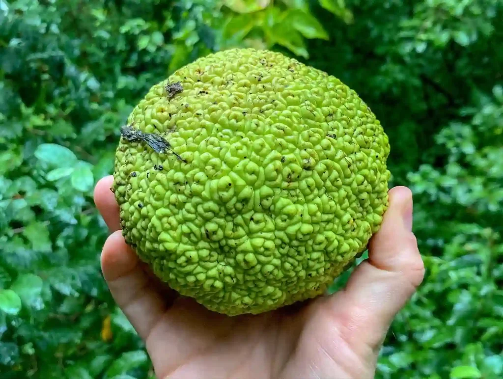 Hedge Apple