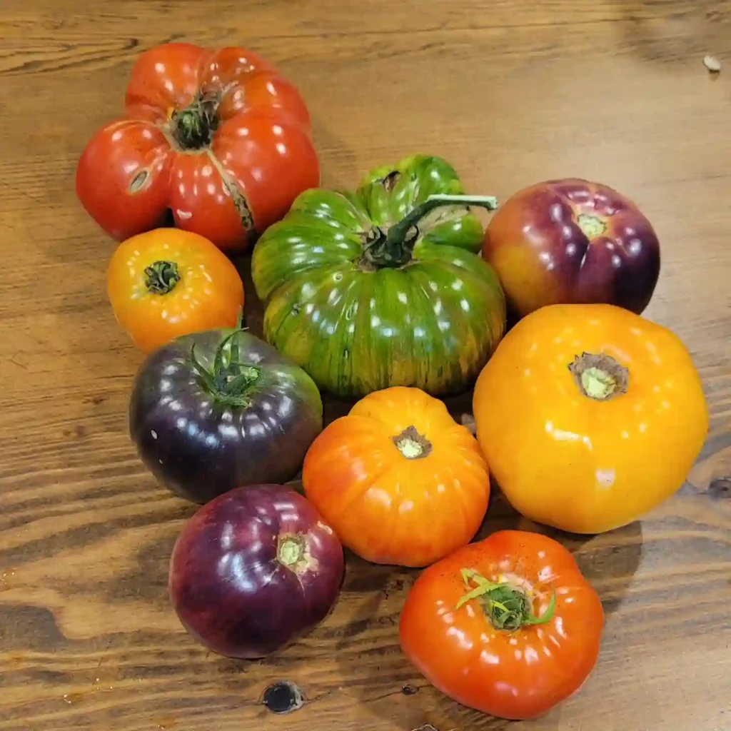 Heirloom Tomato