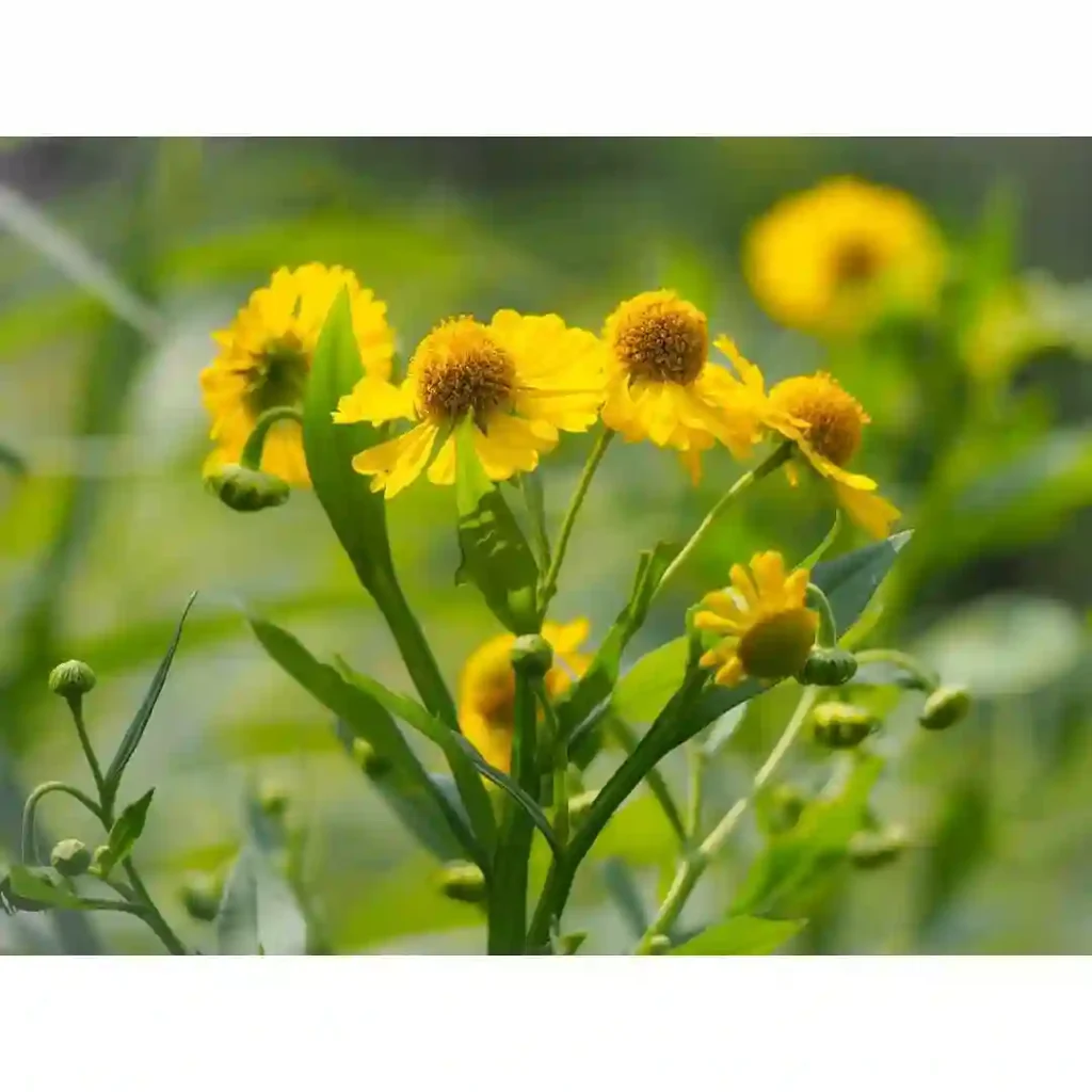 Helenium Autumnale