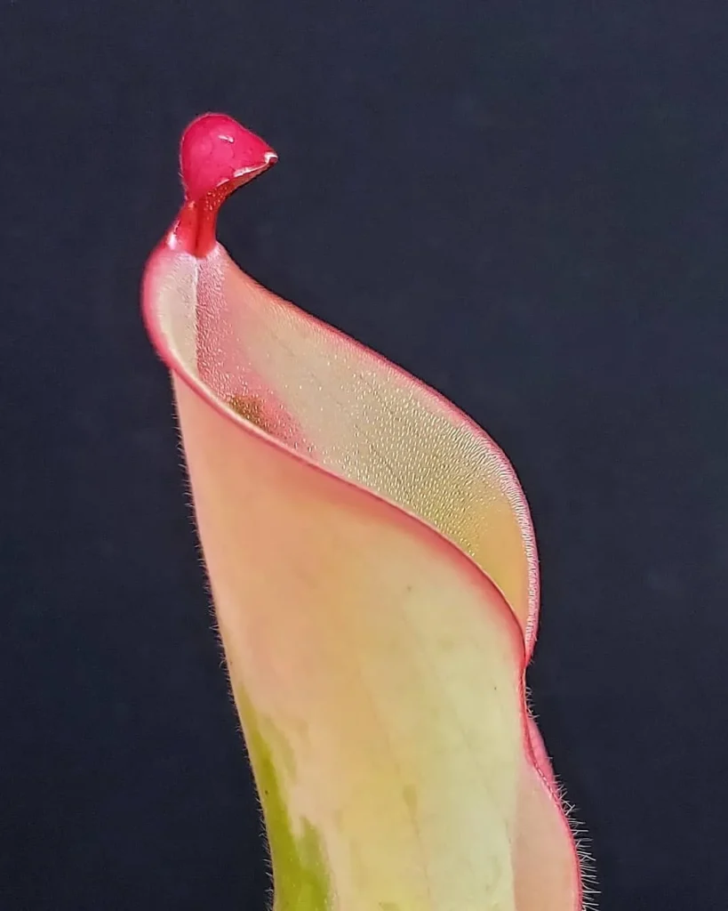 Heliamphora Flamingo