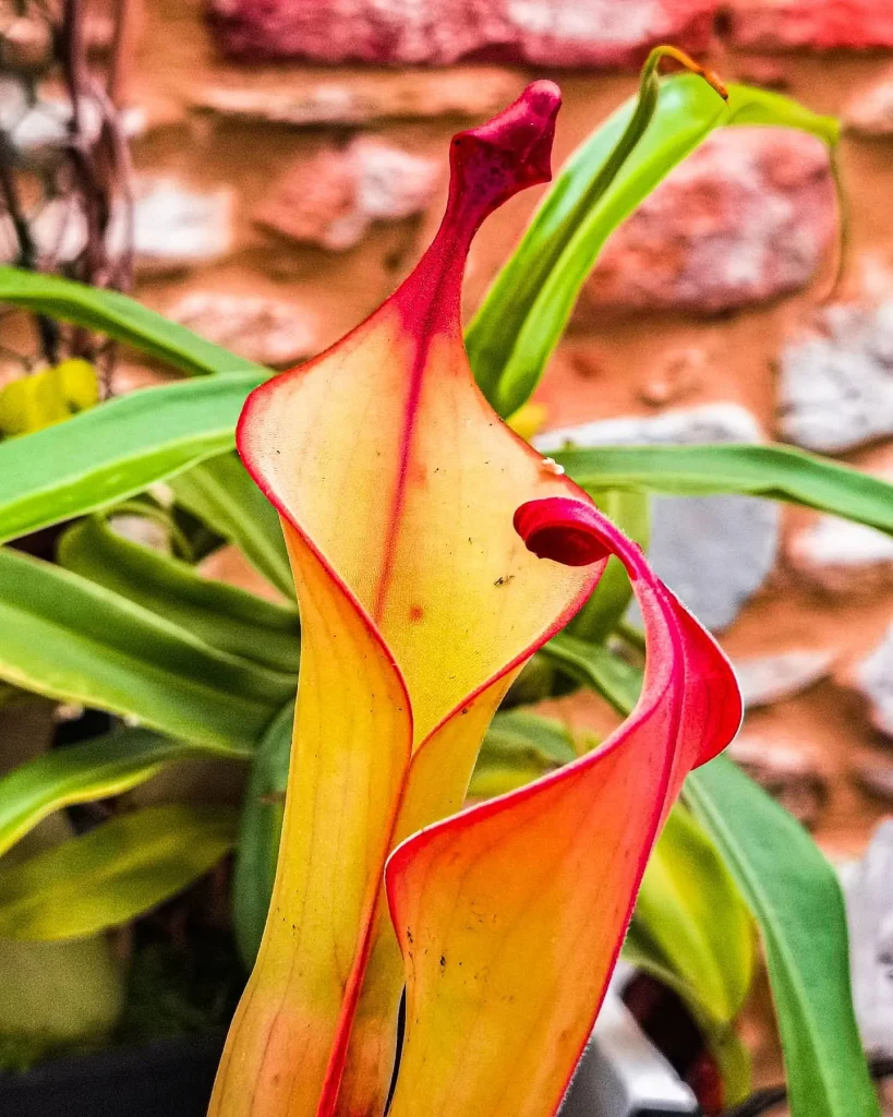 Heliamphora Godzilla