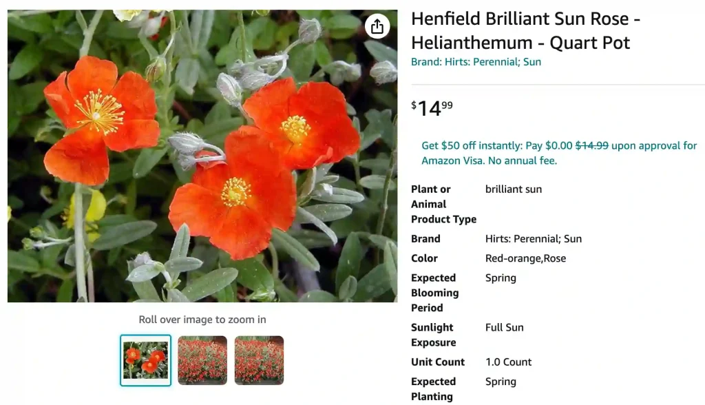 Helianthemum Henfield Brilliant | Monsteraholic