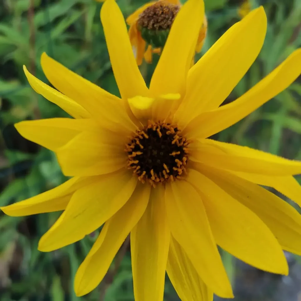 Helianthus Gracilentus