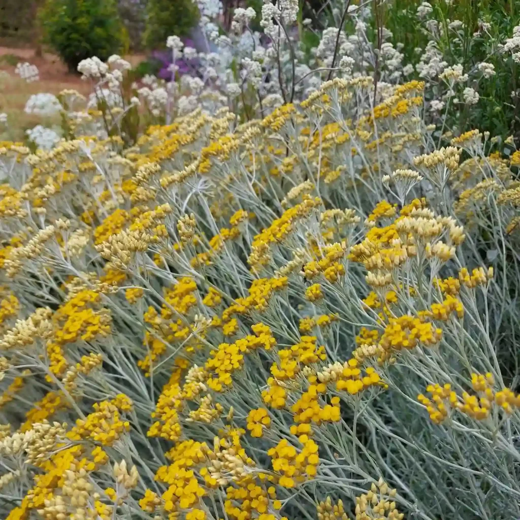 Helichrysum Italicum