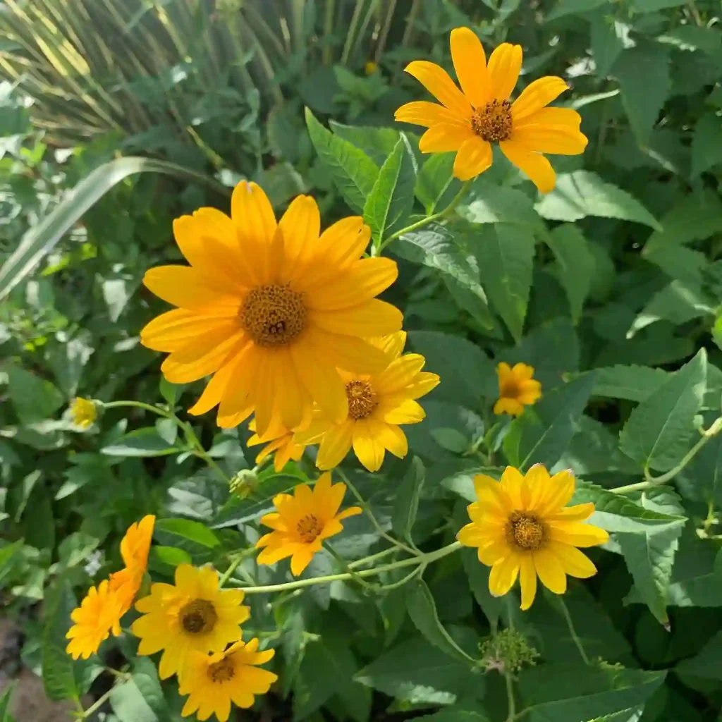 Heliopsis Helianthoides