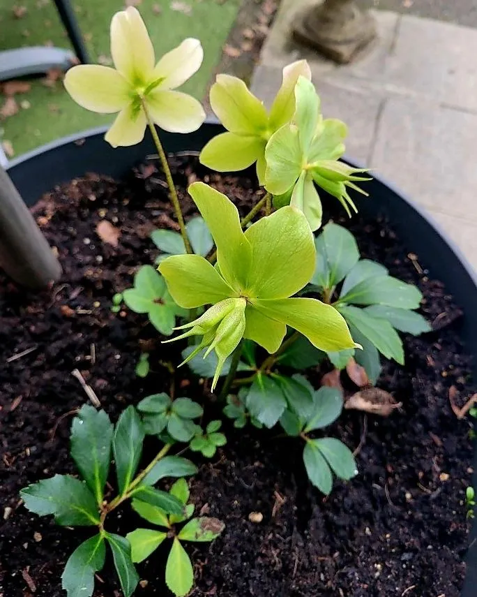 Helleborus Cyclophyllus