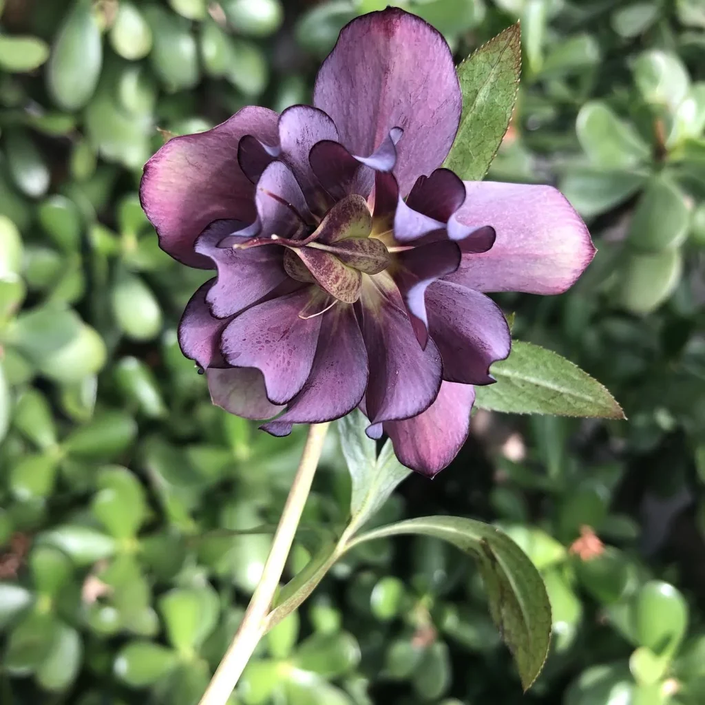 Helleborus Dark And Handsome