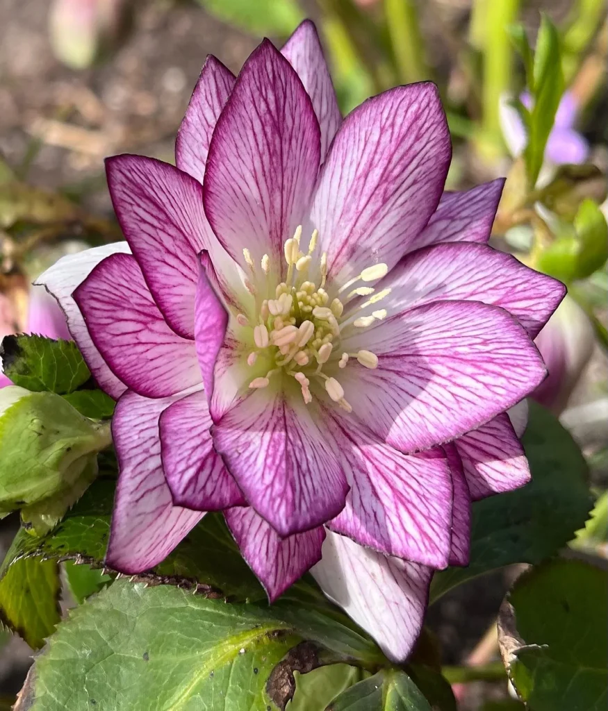 Helleborus Fire And Ice