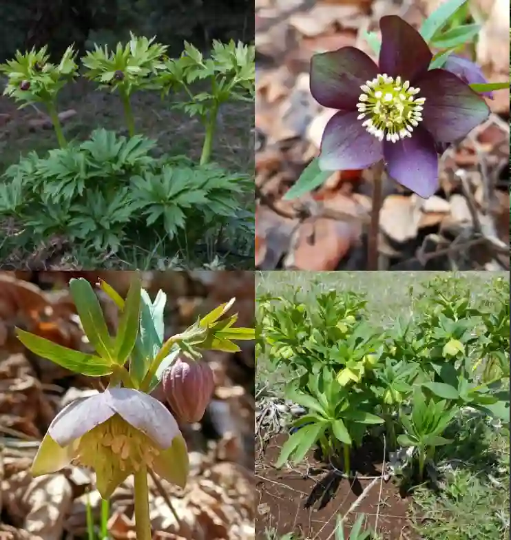 Helleborus