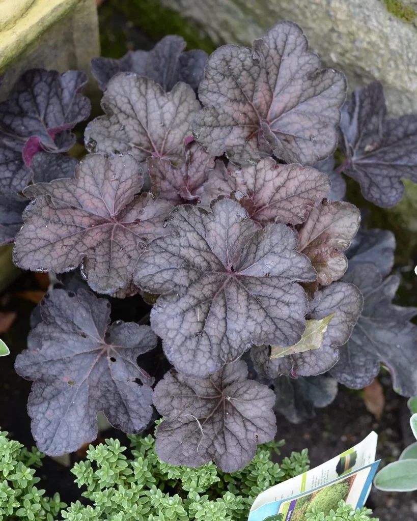 Heuchera Grande Black