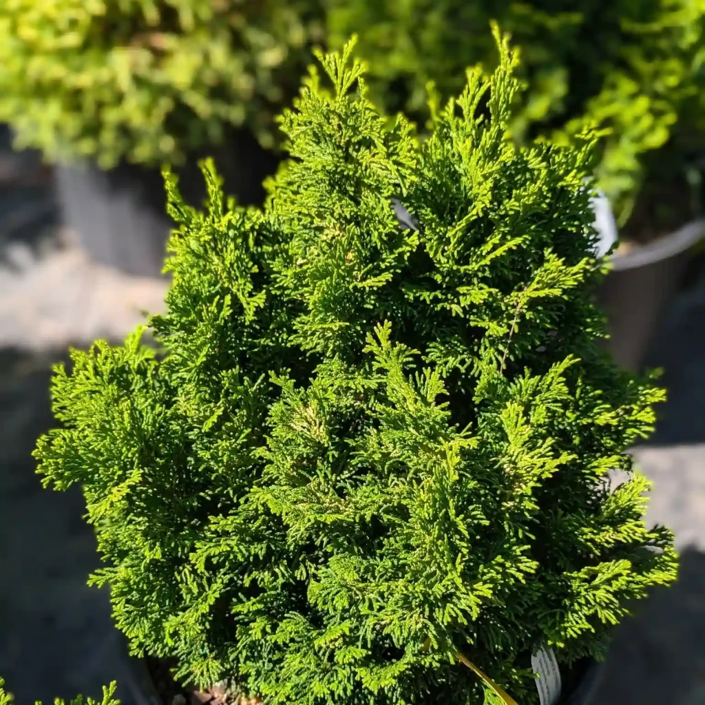 Hinoki Cypress