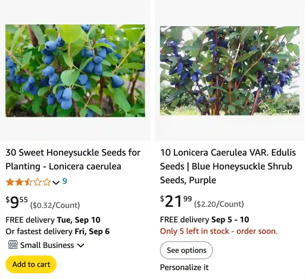 Honeyberry Lonicera | Monsteraholic