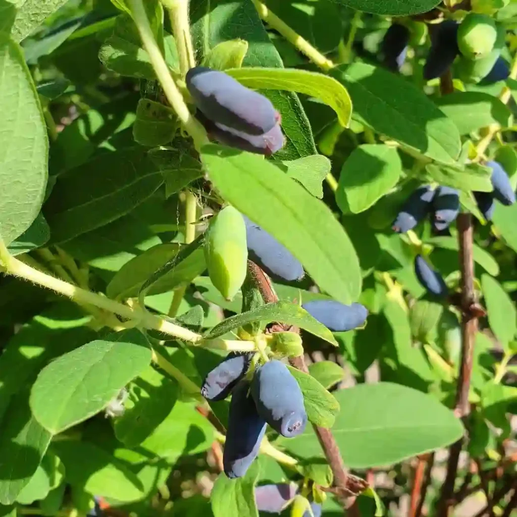 Honeyberry Lonicera