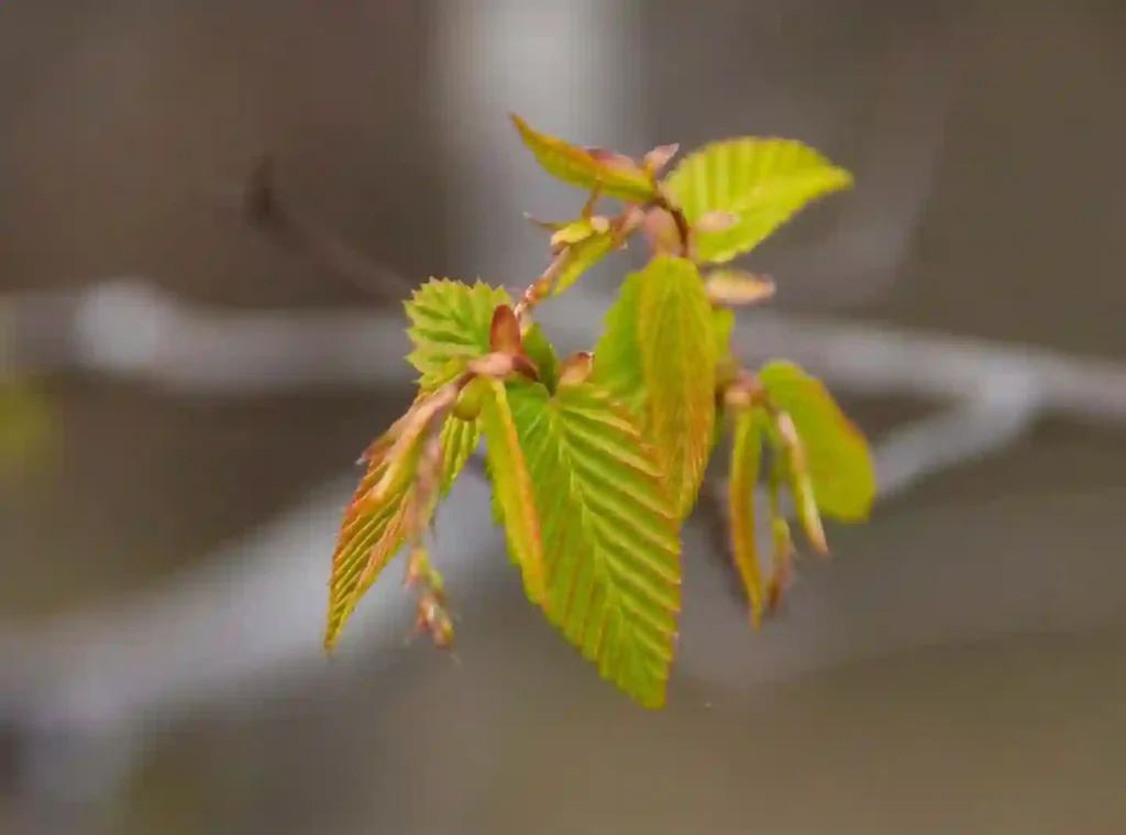 Hornbeam