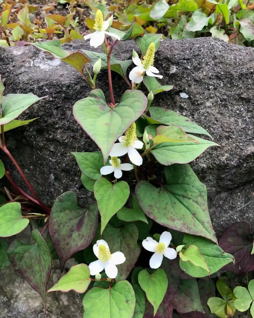 Houttuynia Cordata