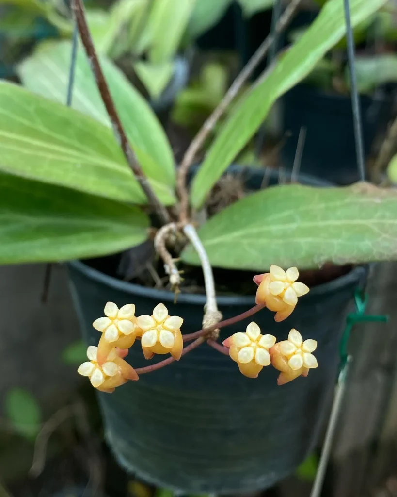 Hoya Aurigueana