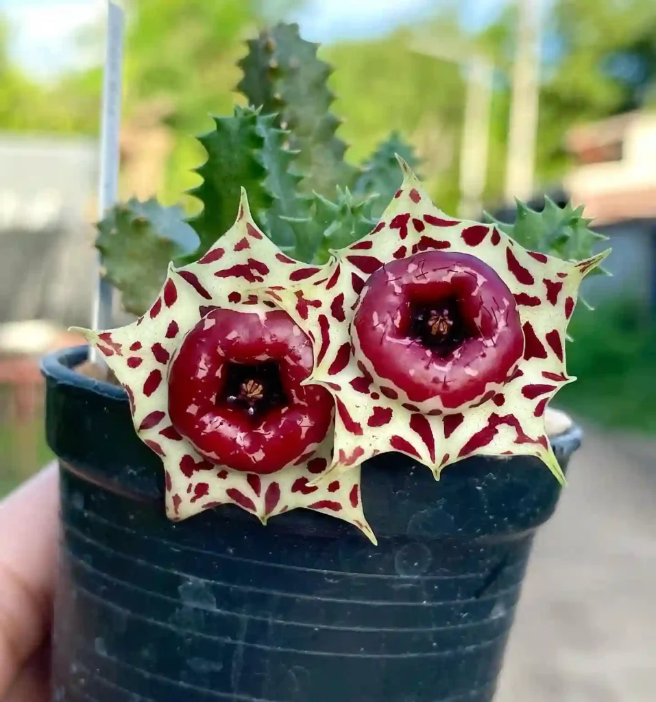 Huernia Plowesii