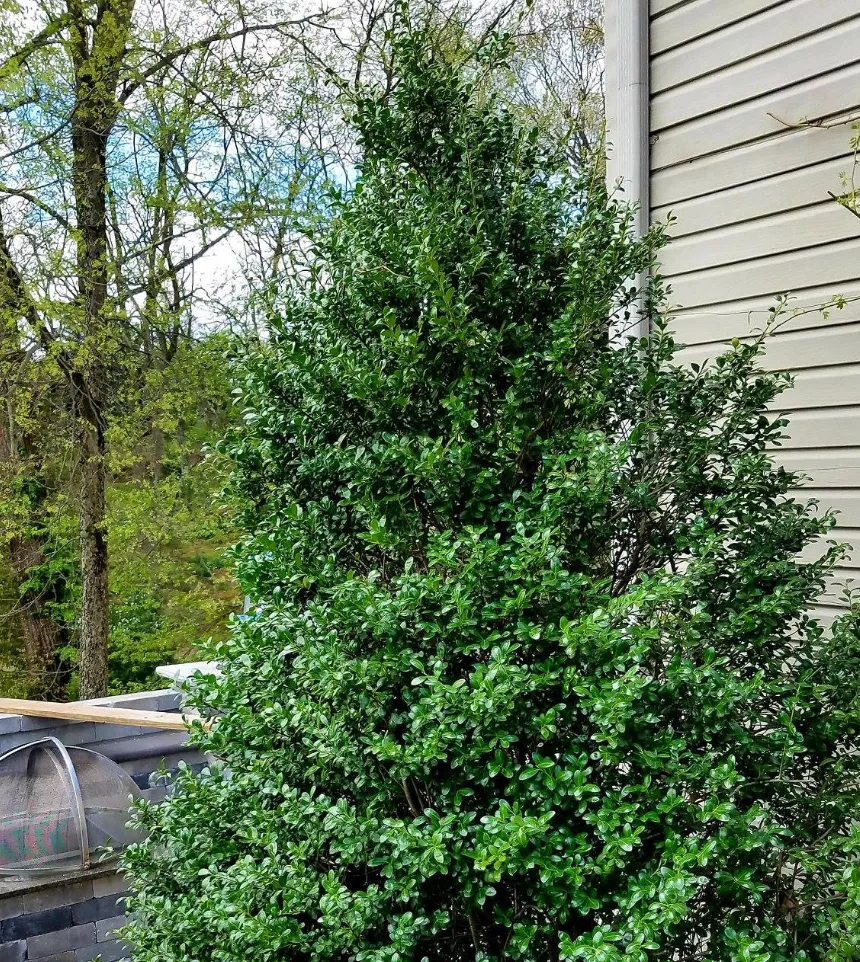 Plant FAQs: Ilex Crenata Chesapeake