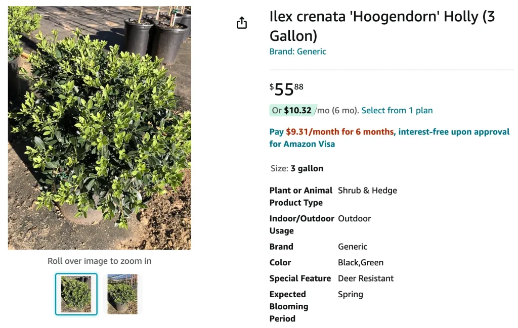 Ilex Crenata Hoogendorn | Monsteraholic