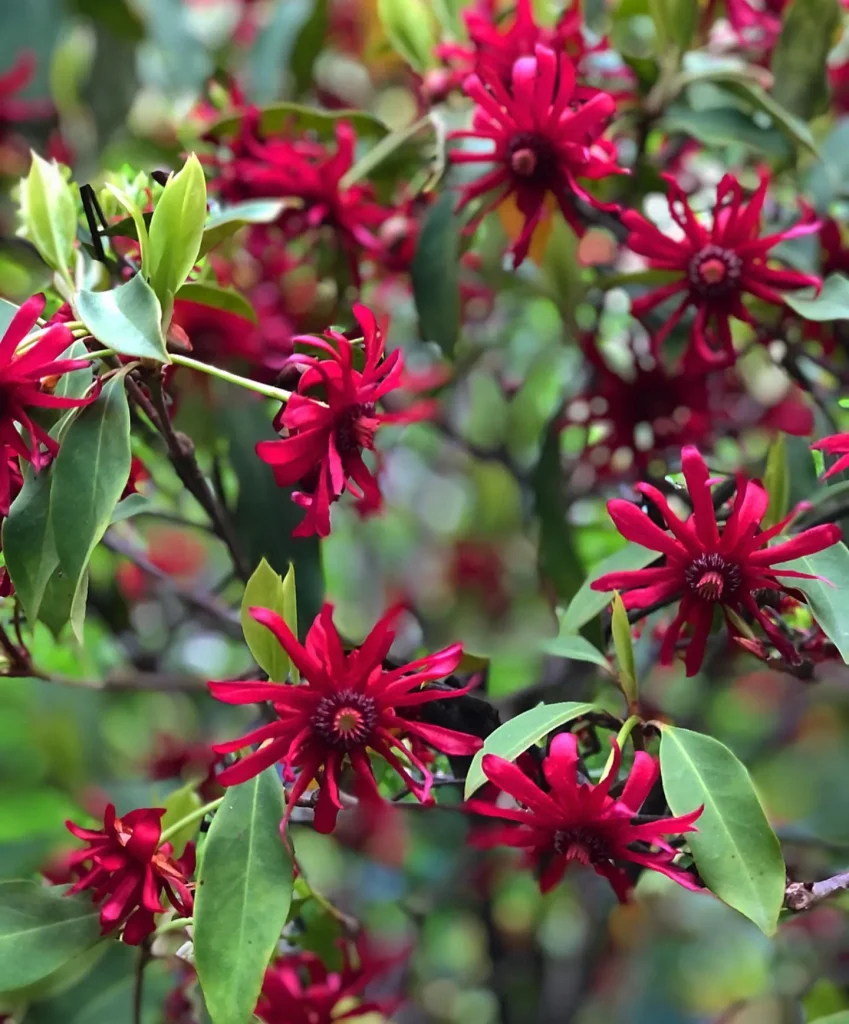 Illicium Scorpio