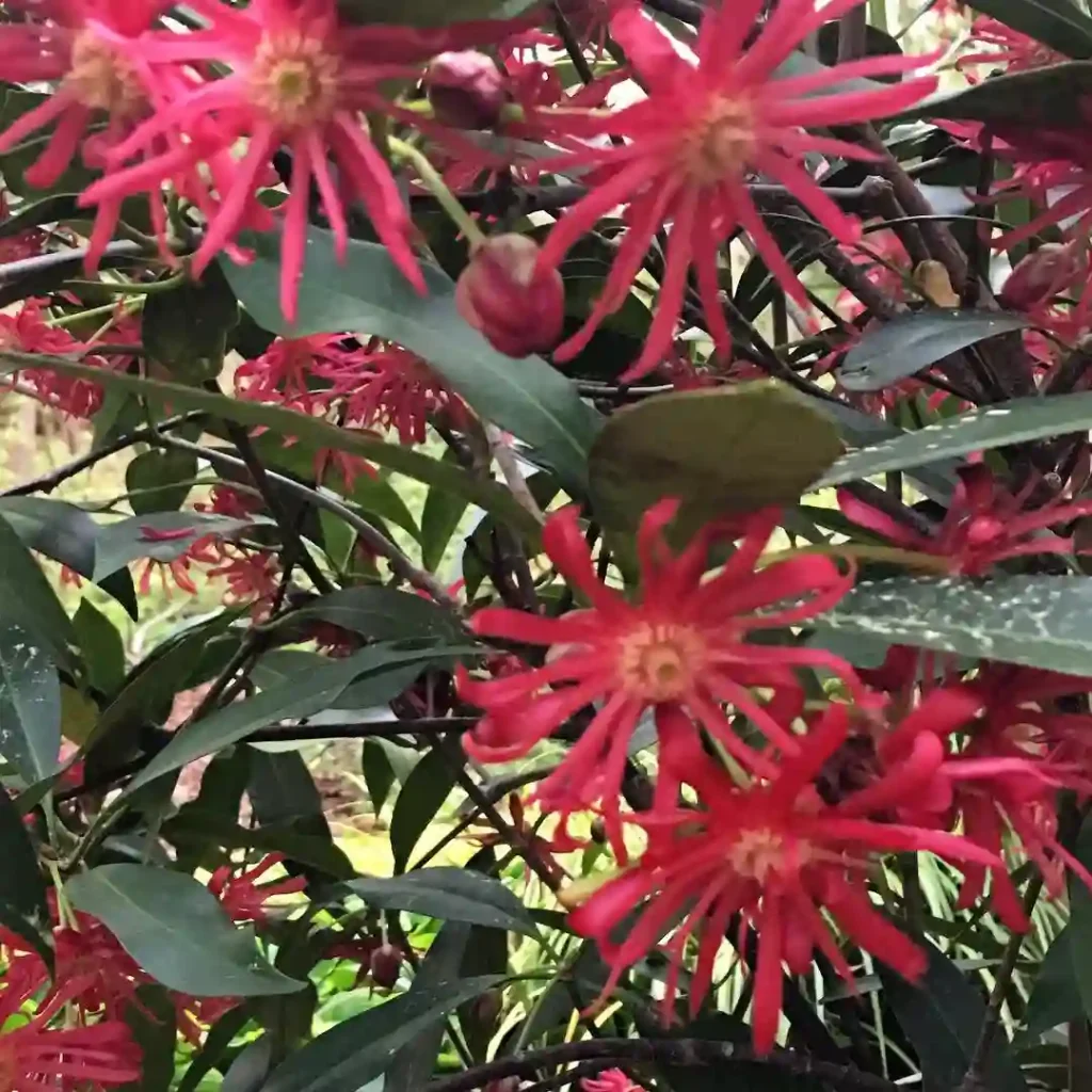 Illicium Woodland Ruby