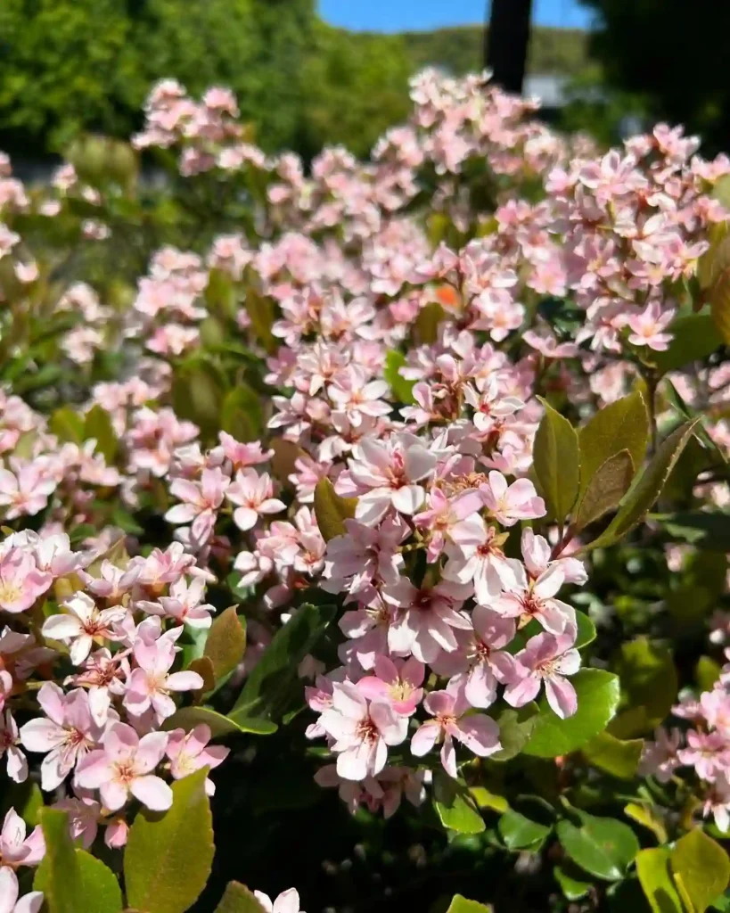 Indian Hawthorn