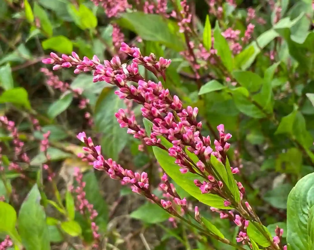 Indigo Plant