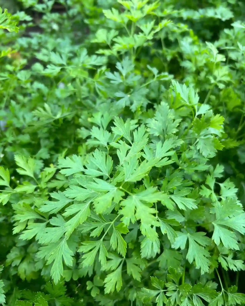 Italian Parsley