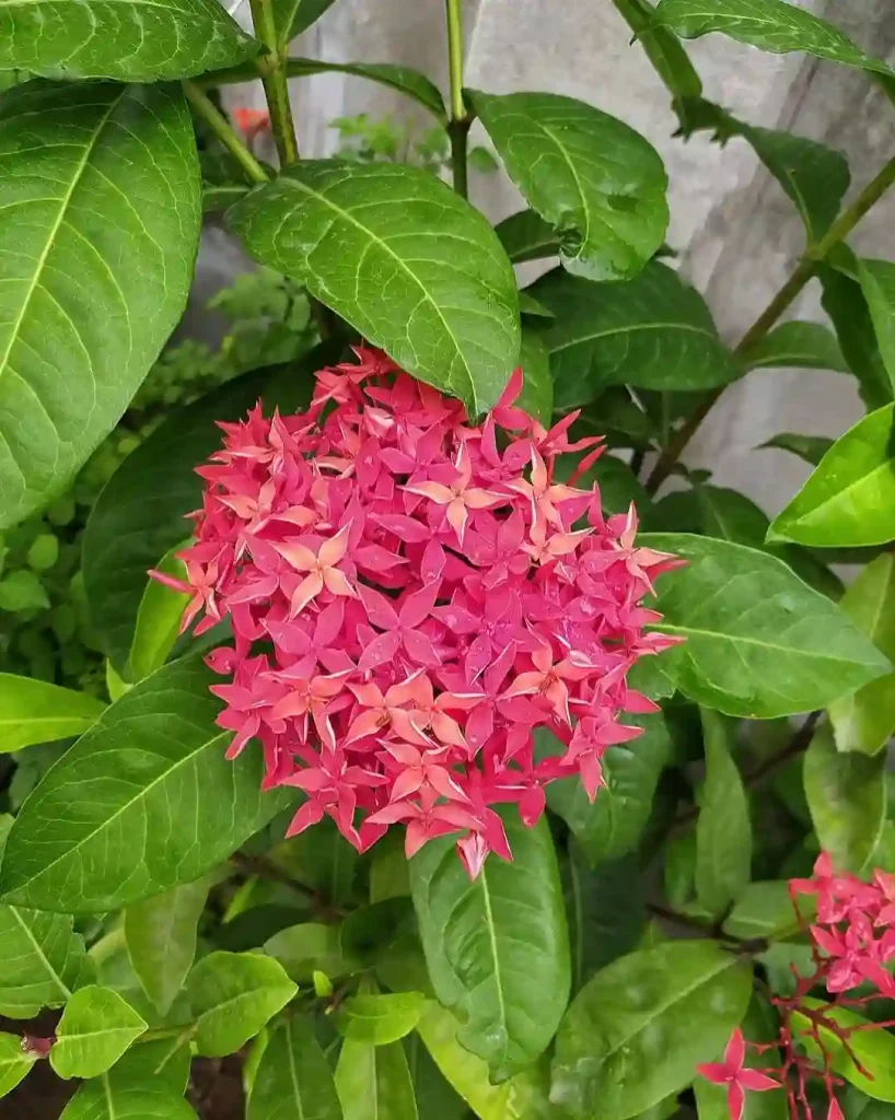 Ixora Coccinea