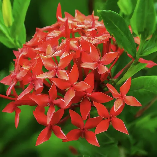 Ixora