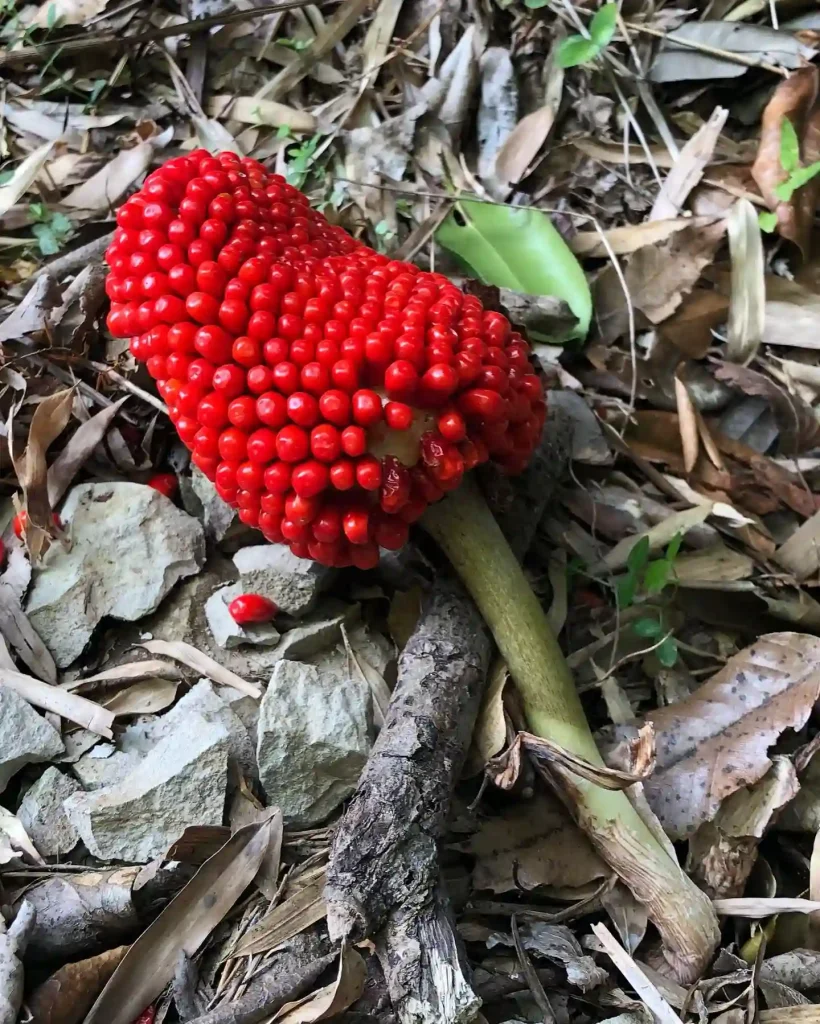 Jack-in-the-pulpit