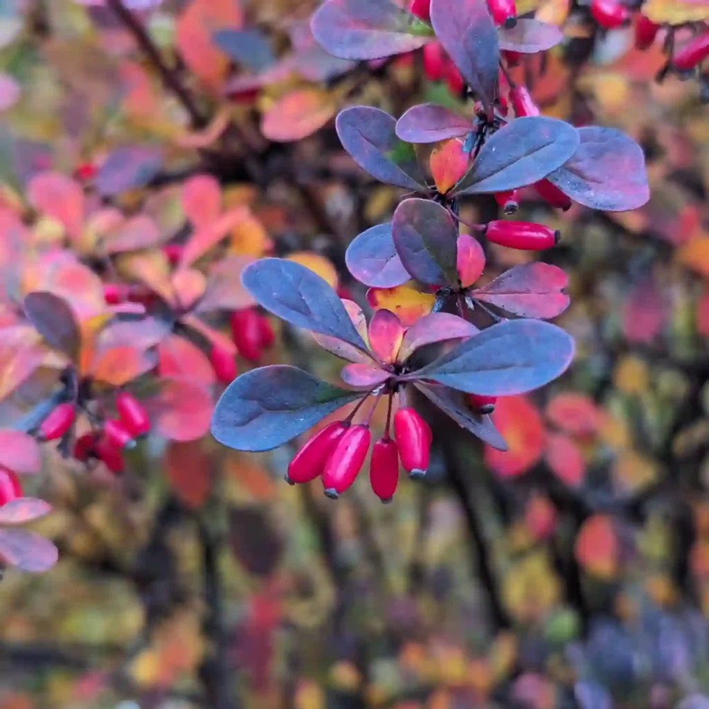 Japanese Barberry