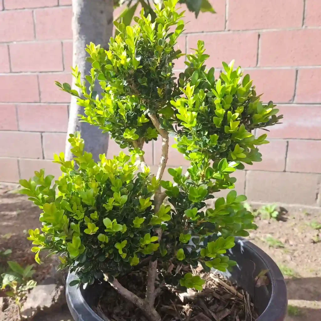 Japanese Boxwood