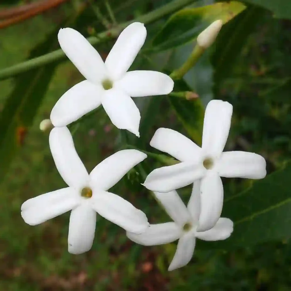 Jasminum Angulare