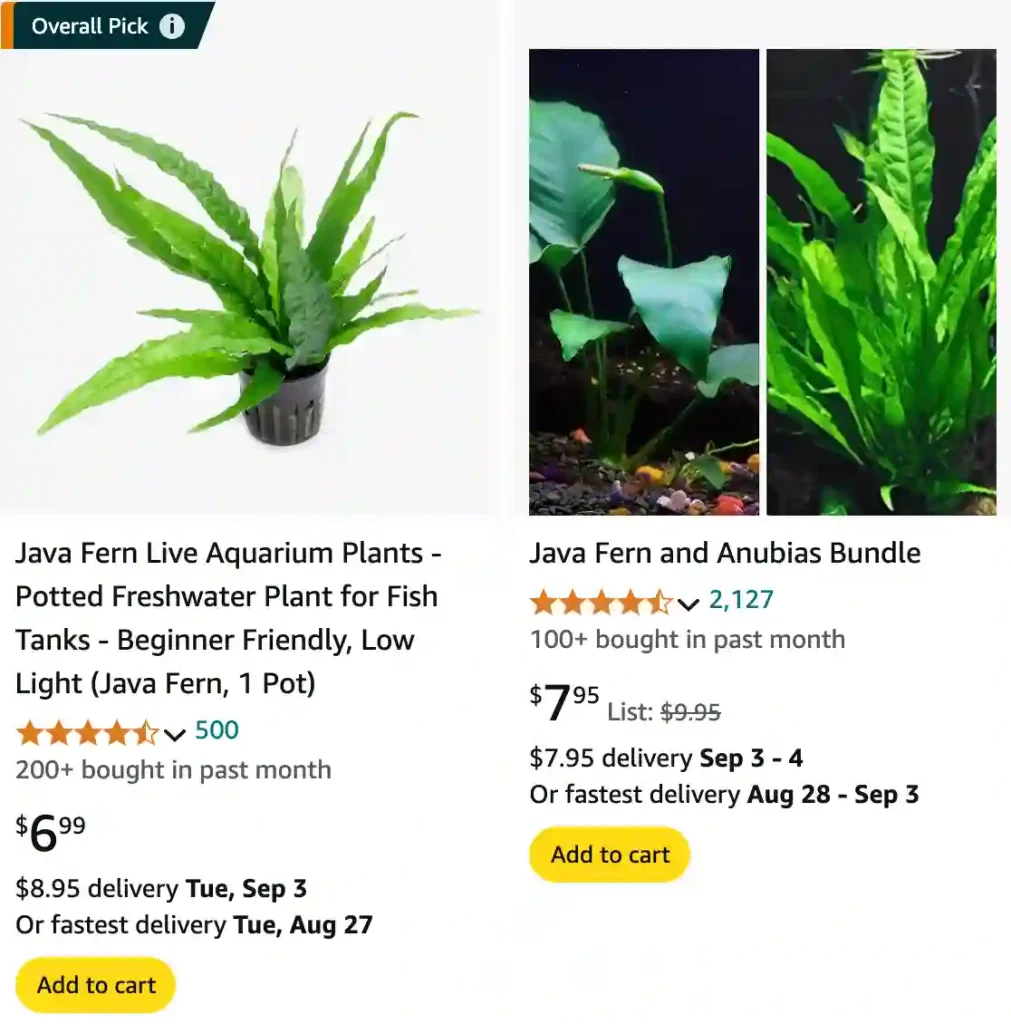 Java Fern | Monsteraholic