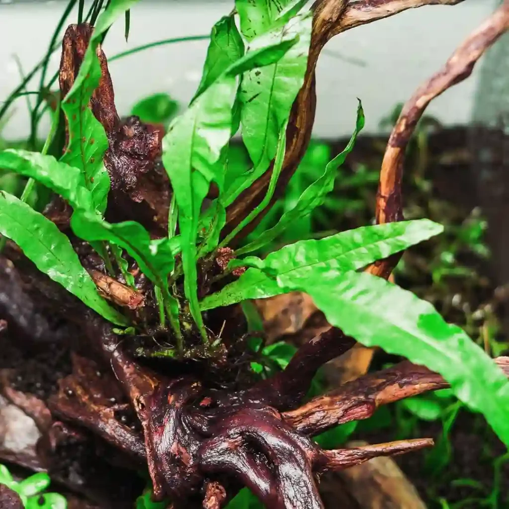 Java Fern