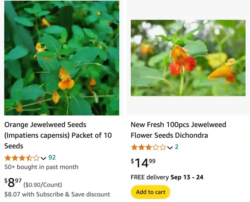 Jewelweed | Monsteraholic