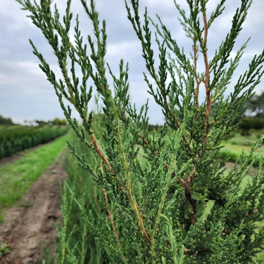 Juniperus Mountbatten