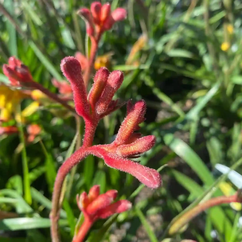 Kangaroo Paw