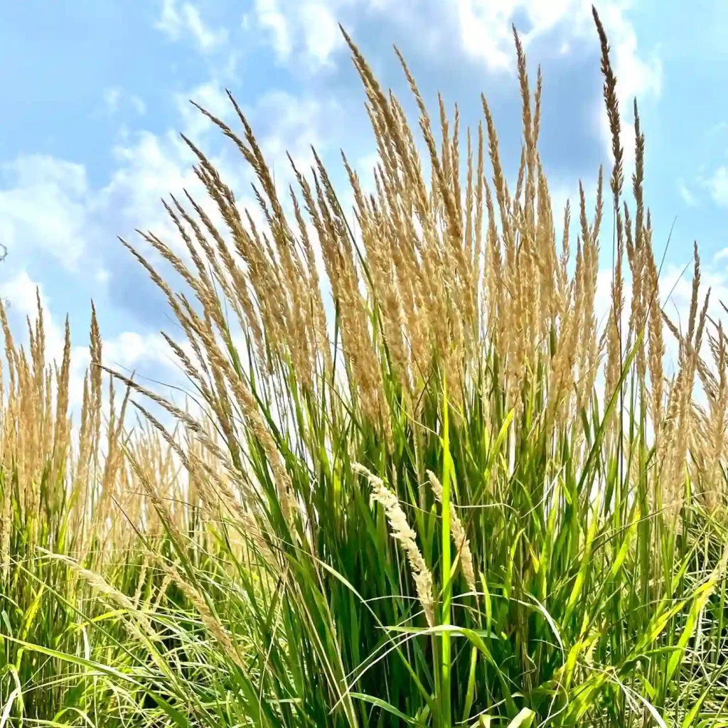 Karl Foerster Grass