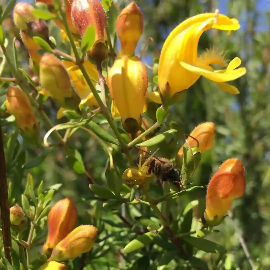 Keckiella Antirrhinoides