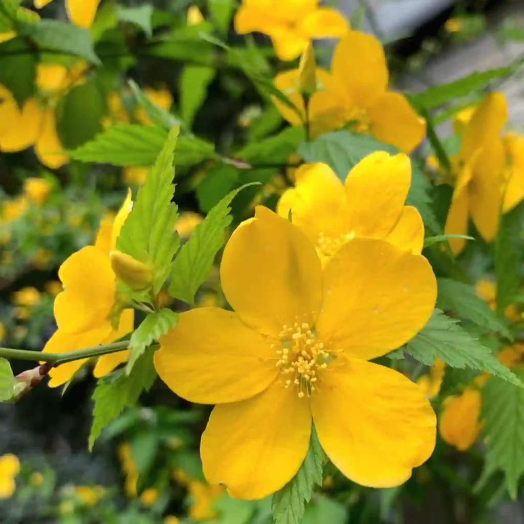 Kerria Japonica