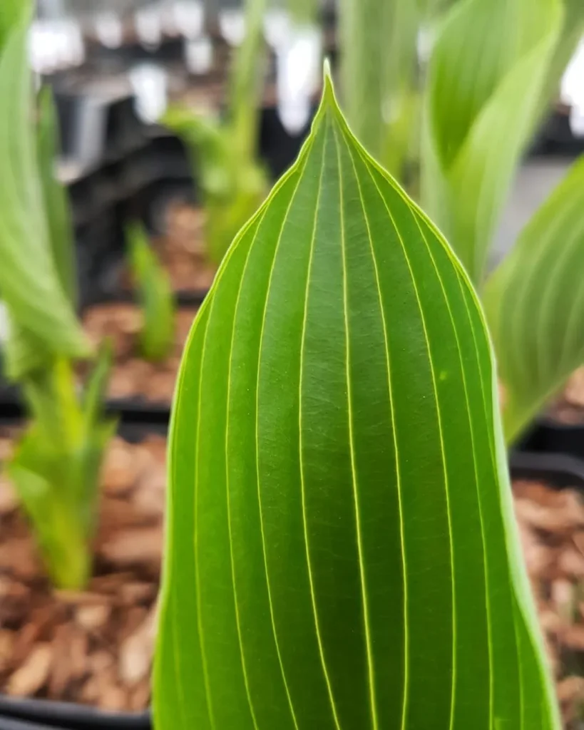 Plant FAQs: Kingsize Hosta