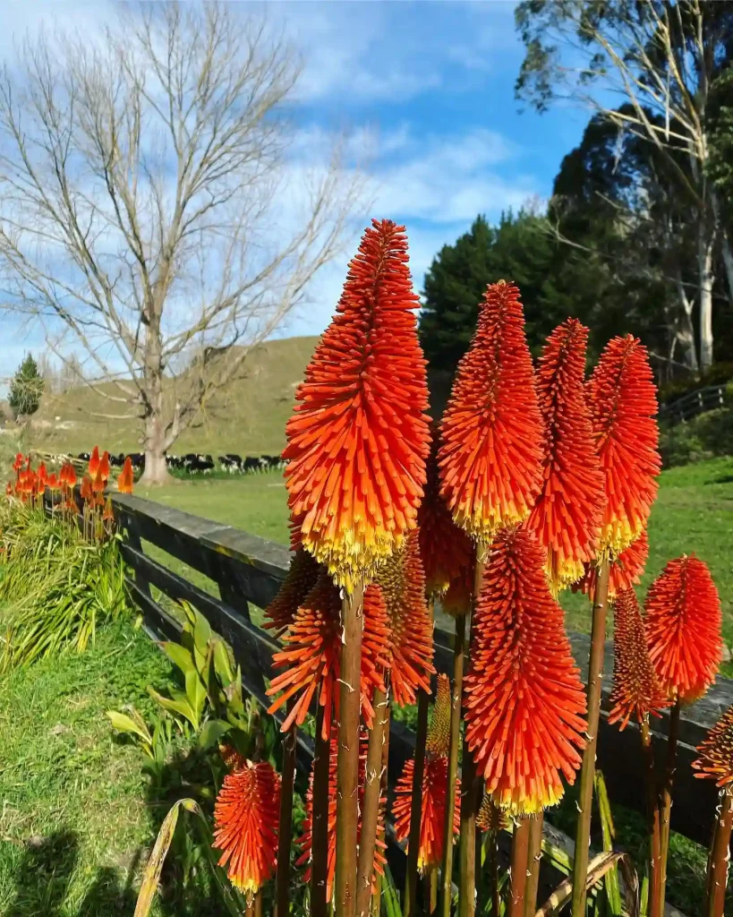 Kniphofia Uvaria