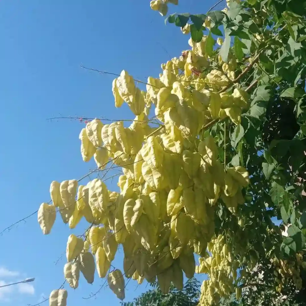 Koelreuteria Paniculata